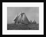 Full-Sailed Yachts in a Schooner Race by Anonymous