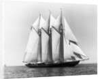 Dauntless Power Yacht in America's Cup Race by Anonymous