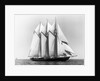 Dauntless Power Yacht in America's Cup Race by Anonymous