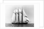 Dauntless Power Yacht in America's Cup Race by Anonymous