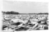 Moored Oyster Boats at Deep Creek by Anonymous