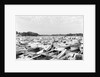 Moored Oyster Boats at Deep Creek by Anonymous