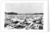 Moored Oyster Boats at Deep Creek by Anonymous