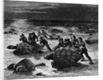 Catching Giant Tortoises by Anonymous