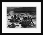 Catching Giant Tortoises by Anonymous