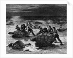 Catching Giant Tortoises by Anonymous