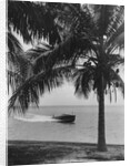 Motorboat Cruising Along Miami Beach by Anonymous