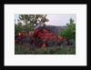Cooling Lava from Mount Etna by Anonymous