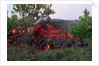Cooling Lava from Mount Etna by Anonymous