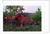 Cooling Lava from Mount Etna by Anonymous