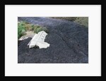 Building Buried by Lava by Anonymous