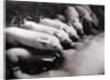 Piglets Suckling at Mother's Teats by Anonymous