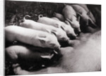 Piglets Suckling at Mother's Teats by Anonymous
