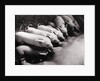 Piglets Suckling at Mother's Teats by Anonymous