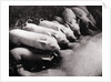 Piglets Suckling at Mother's Teats by Anonymous