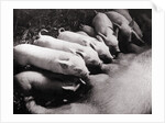 Piglets Suckling at Mother's Teats by Anonymous