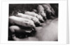 Piglets Suckling at Mother's Teats by Anonymous