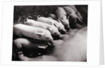 Piglets Suckling at Mother's Teats by Anonymous
