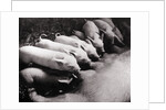 Piglets Suckling at Mother's Teats by Anonymous