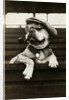 Dog Wearing Hat and Goggles by Anonymous