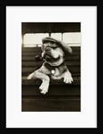 Dog Wearing Hat and Goggles by Anonymous
