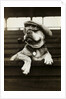 Dog Wearing Hat and Goggles by Anonymous