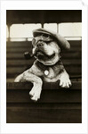 Dog Wearing Hat and Goggles by Anonymous