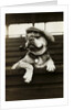 Dog Wearing Hat and Goggles by Anonymous