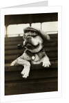 Dog Wearing Hat and Goggles by Anonymous