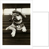 Dog Wearing Hat and Goggles by Anonymous