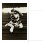 Dog Wearing Hat and Goggles by Anonymous