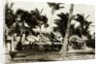 Umbrella Covered Tables Under Palm Trees by Anonymous