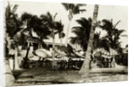 Umbrella Covered Tables Under Palm Trees by Anonymous