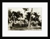 Umbrella Covered Tables Under Palm Trees by Anonymous