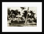 Umbrella Covered Tables Under Palm Trees by Anonymous