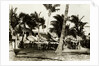 Umbrella Covered Tables Under Palm Trees by Anonymous