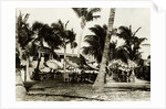 Umbrella Covered Tables Under Palm Trees by Anonymous