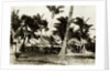 Umbrella Covered Tables Under Palm Trees by Anonymous