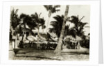 Umbrella Covered Tables Under Palm Trees by Anonymous
