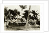 Umbrella Covered Tables Under Palm Trees by Anonymous