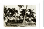 Umbrella Covered Tables Under Palm Trees by Anonymous