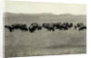 Herd of Buffalo Grazing by Anonymous