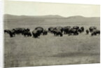 Herd of Buffalo Grazing by Anonymous