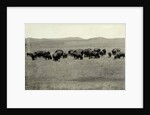 Herd of Buffalo Grazing by Anonymous