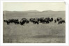 Herd of Buffalo Grazing by Anonymous