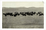 Herd of Buffalo Grazing by Anonymous