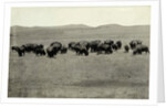 Herd of Buffalo Grazing by Anonymous
