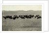 Herd of Buffalo Grazing by Anonymous