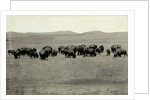 Herd of Buffalo Grazing by Anonymous