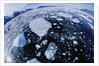 Ice in Nansen Fjord by Anonymous